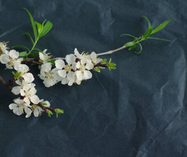 Bahar çiçekli dal siyah buruşuk kağıt üzerinde.