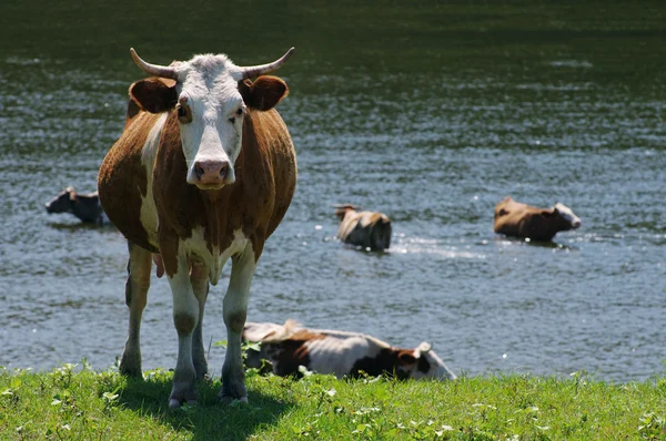 Vacas en un pasto. — Foto de Stock