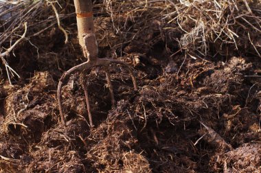 Gübre içinde tırmık.