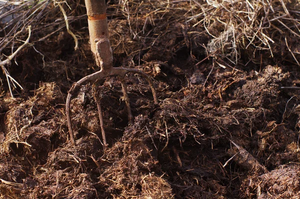 Gübre içinde tırmık.