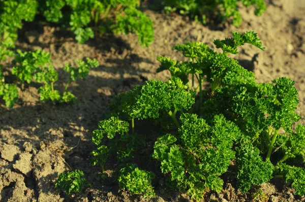 Young green parsley in a kitchen garden — Stock Photo, Image