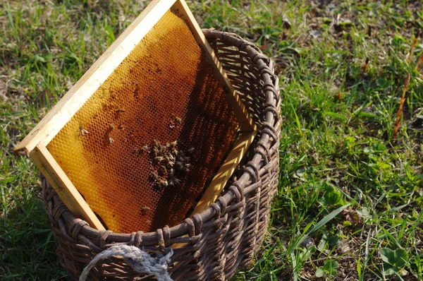 Bee honingraten met bijen in een oud mandje op een gras. — Stockfoto