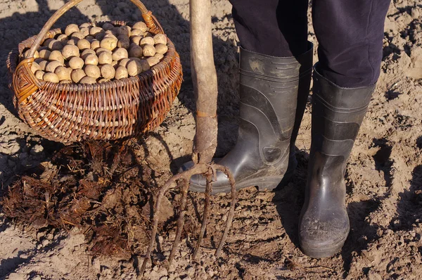 El hombre planta papas en primavera. Cesta con patatas de siembra y estiércol . — Foto de Stock