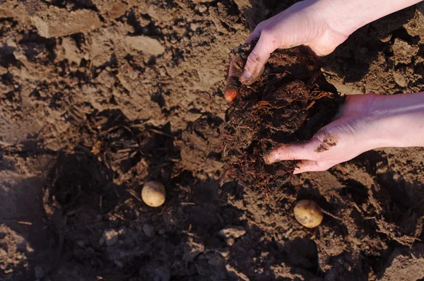 El estiércol en las manos del agricultor, la plantación de patatas . — Foto de Stock