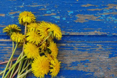 Mavi ahşap arka plan üzerinde karahindiba çiçekler