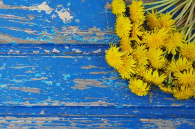 Mavi ahşap arka plan üzerinde karahindiba çiçekler