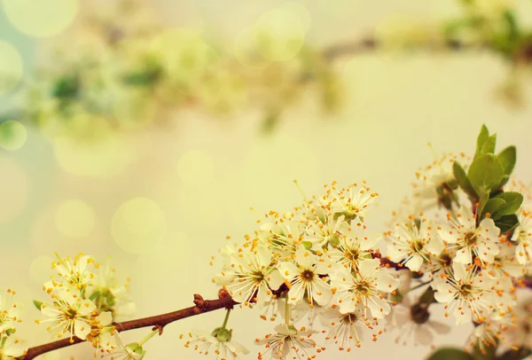 Весняні сливи квіти для фону . — стокове фото