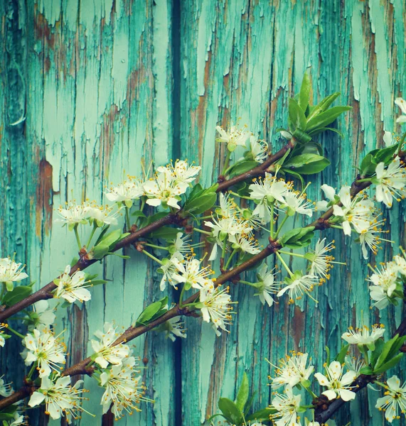 Spring flowering branch on a green wooden background. — Stock Photo, Image