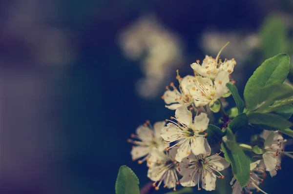 Весняні сливи квіти для фону . — стокове фото
