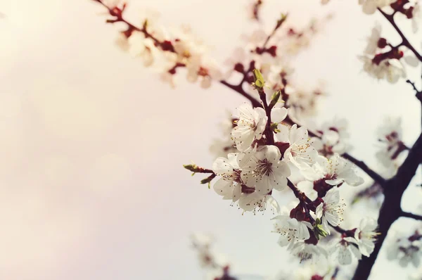 Весняні сливові квіти для фону. Весняні сливи квіти в сонячних променях і боке — стокове фото