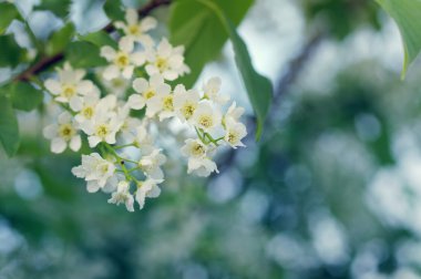 Bahar çiçekleri kuş kiraz arka planı için. 