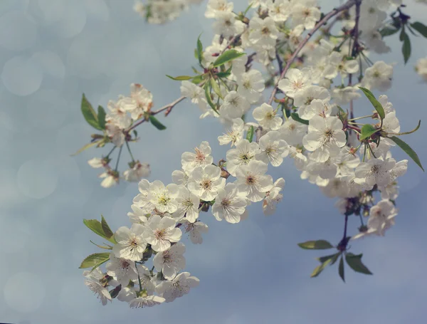 Spring plum flowers for backgroun — Stock Photo, Image