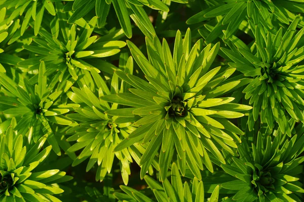 Légumes fond vert — Photo