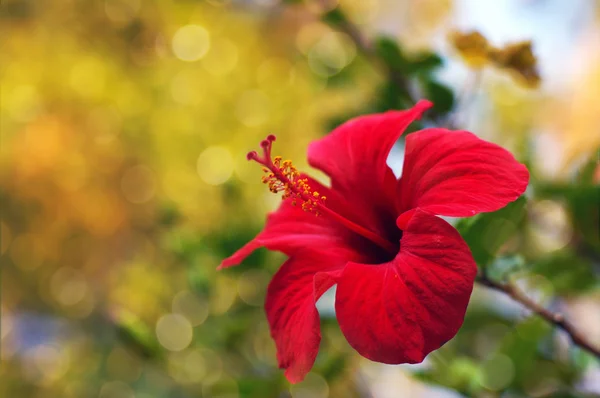 Flowers of a red hibiscus. — Stock Photo, Image