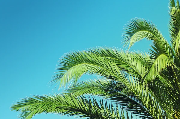 Sommaren bakgrund med Palm tree mot himlen. — Stockfoto