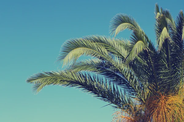 Sommaren bakgrund med Palm tree mot himlen. — Stockfoto