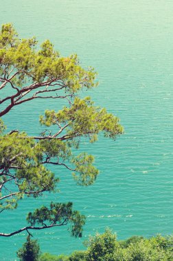 Çamın dalları denize karşı.