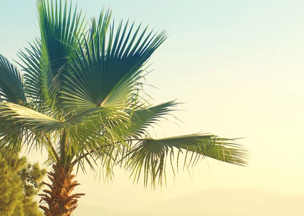 Sommar bakgrund med palm tree — Stockfoto