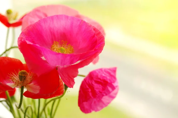 Ramo de flores de amapola sobre un fondo de madera viejo . —  Fotos de Stock