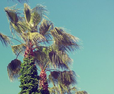 Yaz arka plan gökyüzü palmiye ağacı ile.