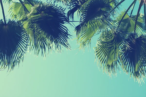 Sommaren bakgrund med Palm tree mot himlen. — Stockfoto