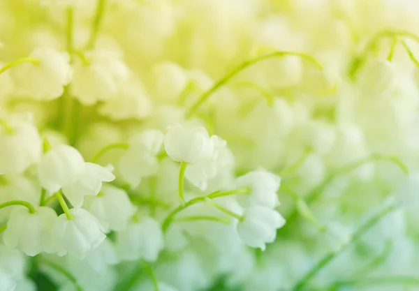 Flowers of a lily of the valley. Gentle spring background — Stock Photo, Image