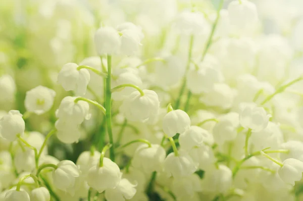 Flores de un lirio del valle. Fondo suave primavera — Foto de Stock