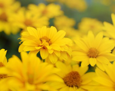 Sarı Yaz çiçekleri Heliopsis, yakın çekim