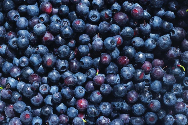 Berry bilberry background — Stock Photo, Image