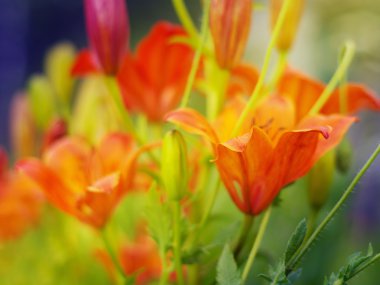 Çiçekler lila. Turuncu royal lily