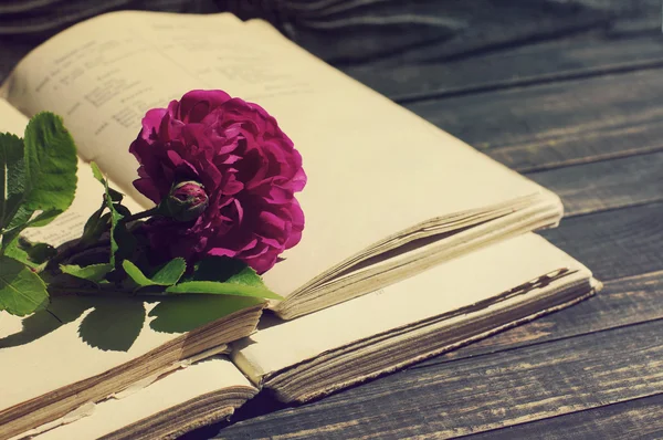 정원 핑크 장미와 오래 된 책 들 — 스톡 사진