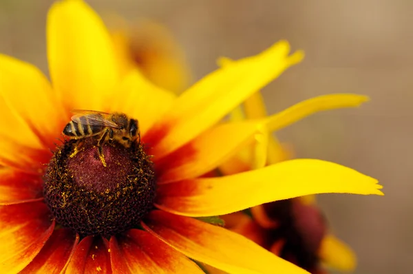 L'ape su un fiore coltivato giallo raccoglie il nettare — Foto Stock