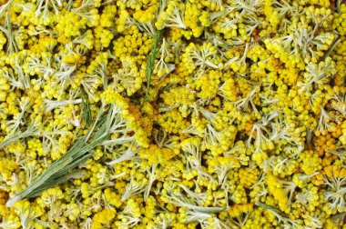 helichrysum arenarium portre çiçekler. 