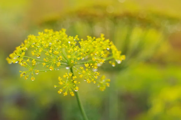 Fondo verde con flores de eneldo — Foto de Stock