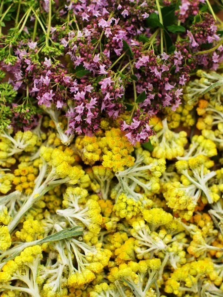 Flores de helichrysum arenarium y flores arbustos de orégano — Foto de Stock