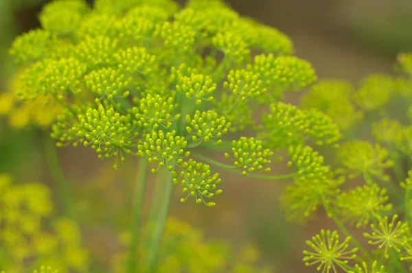 Fondo verde con flores de eneldo — Foto de Stock