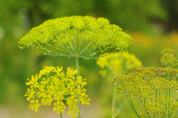 Green background with flowers of dill — Stock Photo, Image