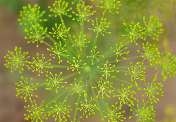 Sfondo verde con fiori di aneto — Foto Stock