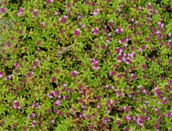 Трава цветущего чабреца крупным планом. Цветочный фон . — стоковое фото