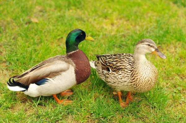 Två gräsand ankor på grönt gräs. — Stockfoto