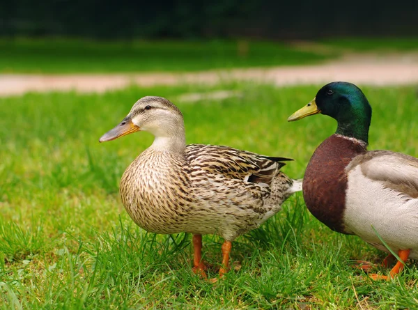 Dos patos Mallard sobre hierba verde . — Foto de Stock