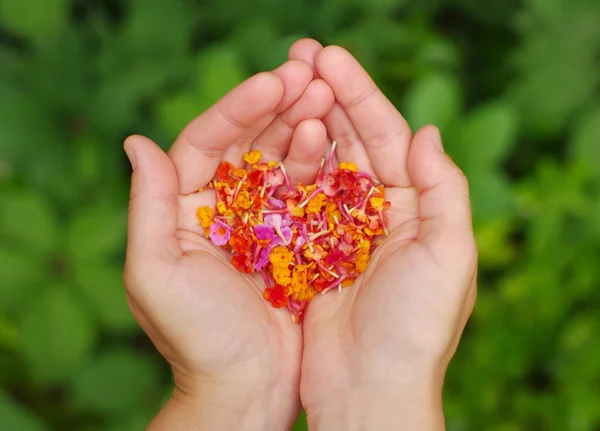 Серце з рожевих тропічних квітів у жіночих руках . — стокове фото