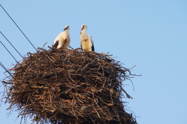 İki genç beyaz leylek mavi gökyüzü arka plan üzerinde yuva