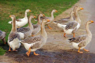 Kaz sürüsü çapraz yolun kırsal alanlarda 