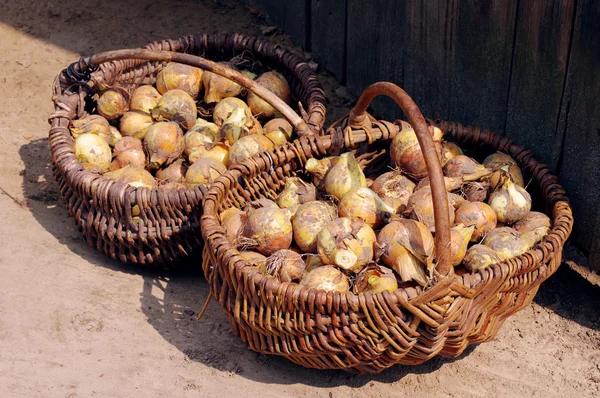 Lök skörd i wattled korgar. — Stockfoto