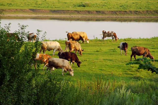 Vacas pastando en pastos — Foto de Stock