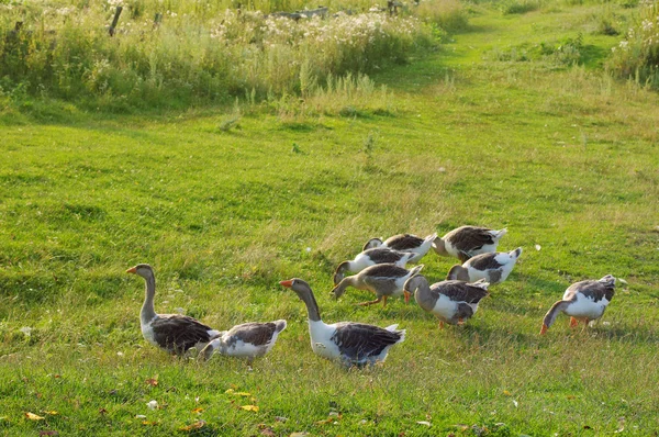 Besättning med guinea gooses betas på en grön äng — Stockfoto