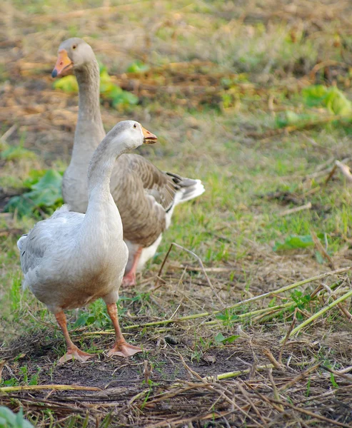 Guinee gans op een weide — Stockfoto