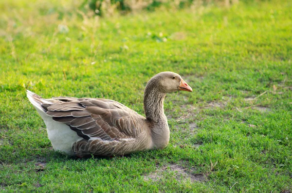 El ganso solitario descansa sobre la hierba verde en las zonas rurales — Foto de Stock