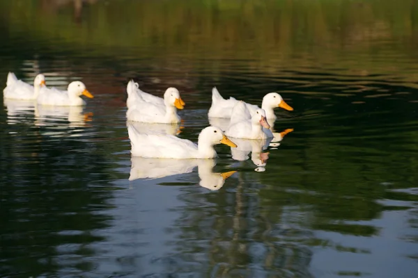 Anatra che nuota in acqua. — Foto Stock